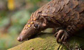 Covid-19 – a blessing for pangolins? | Environment | The Guardian